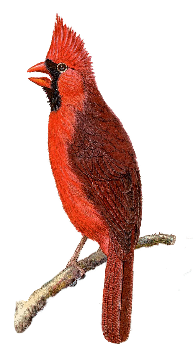 Cardinal-Vintage-GraphicsFairy